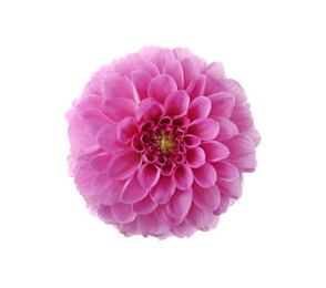 Beautiful pink dahlia flower isolated on white