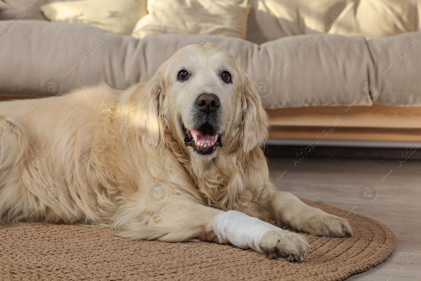 Photo of Cute golden retriever with bandage on paw at home