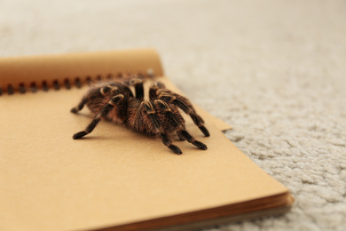 Photo of Striped knee tarantula (Aphonopelma seemanni) on notebook indoors