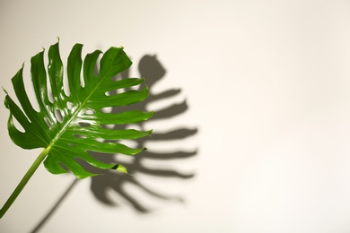 Photo of Fresh tropical monstera leaf on light background