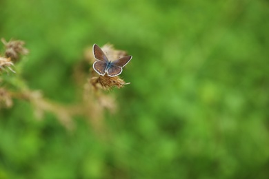 Photo of Small butterfly on dry plant in green meadow, closeup