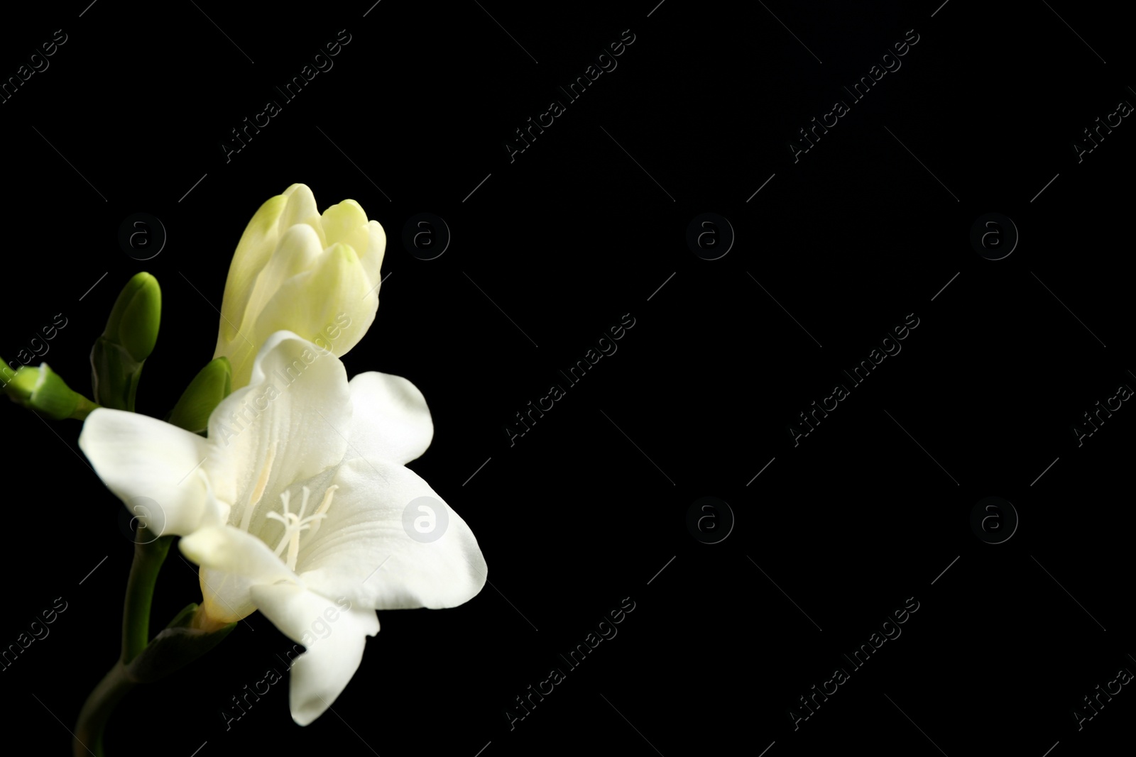 Photo of Beautiful white freesia flowers on black background. Space for text