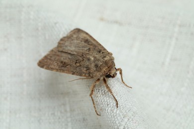 Photo of Paradrina clavipalpis moth with pale mottled wings on white cloth, closeup