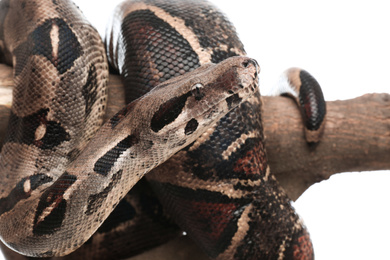 Brown boa constrictor on tree branch against white background, closeup
