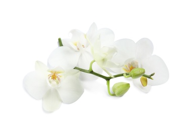 Photo of Branch with beautiful orchid flowers on white background. Tropical plant