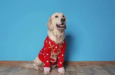Photo of Cute dog in Christmas sweater on floor near color wall