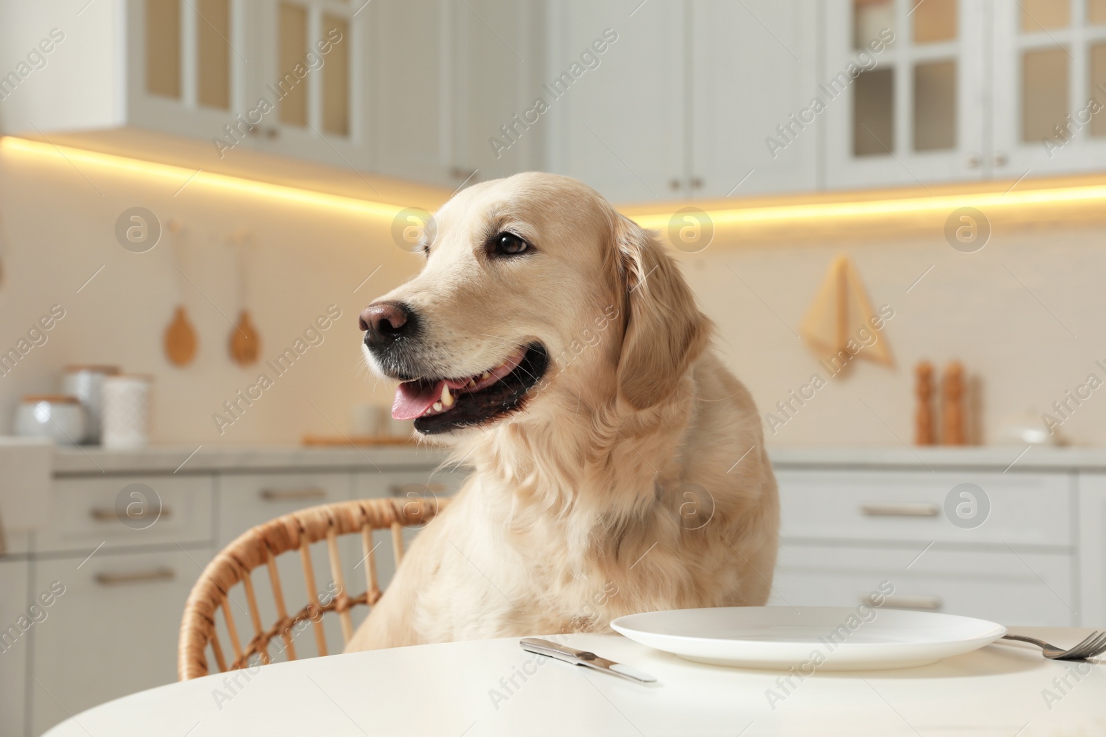 Photo of Cute hungry dog waiting for food at table with empty plate in kitchen