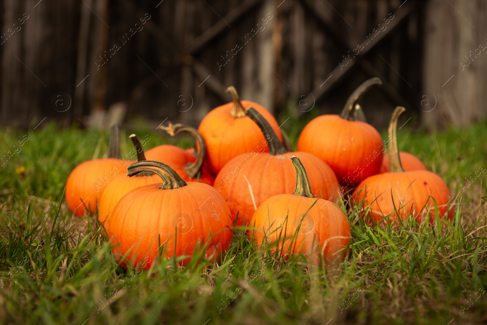 Photo of Many ripe orange pumpkins on green grass in garden