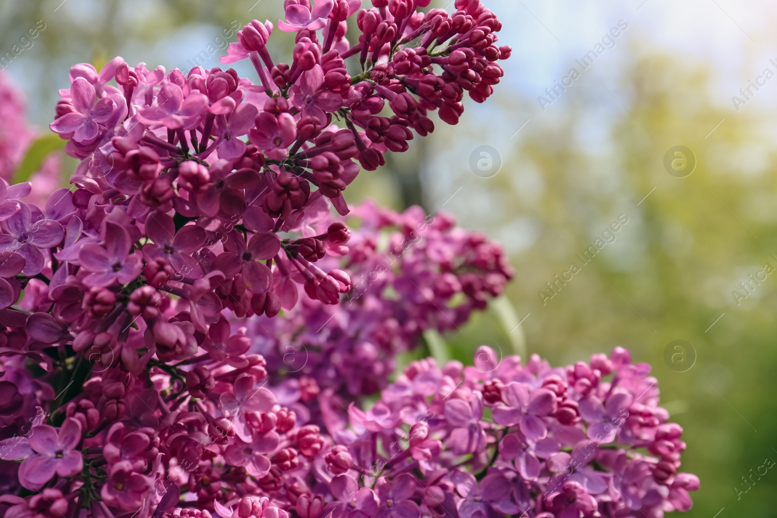 Photo of Closeup view of beautiful lilac flowers outdoors