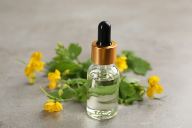 Bottle of natural celandine oil near flowers on grey stone table, closeup