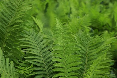 Photo of Beautiful fern with lush green leaves growing outdoors