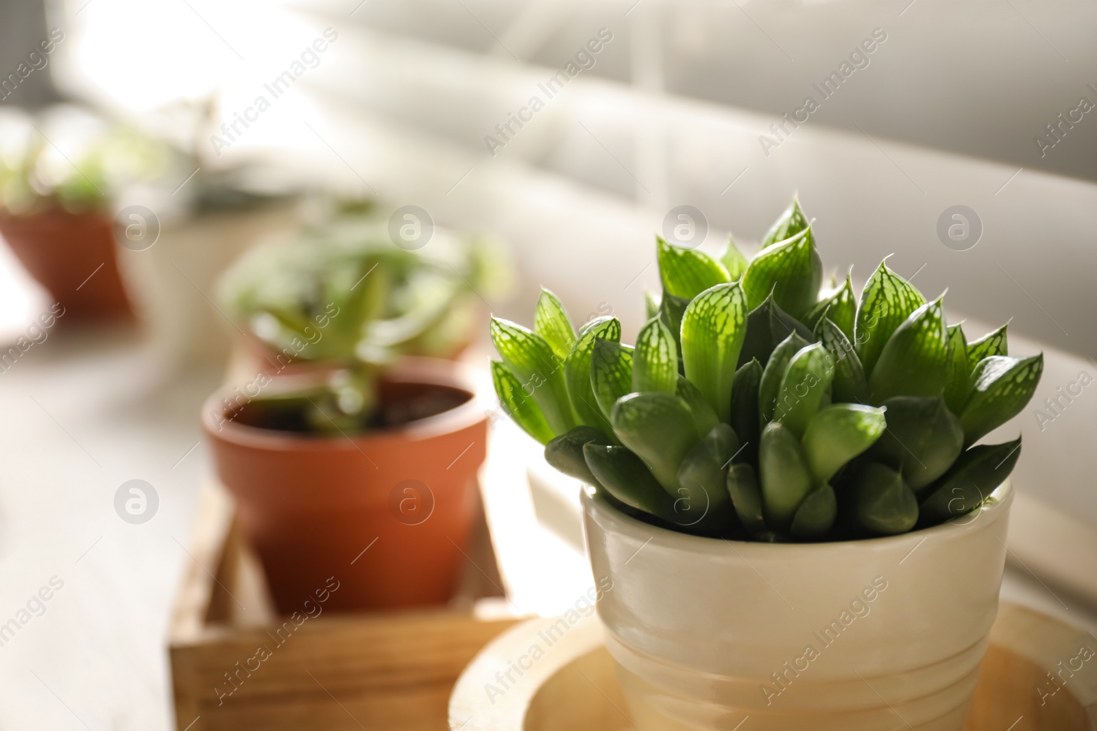 Photo of Beautiful echeveria on windowsill indoors, closeup. Succulent plant