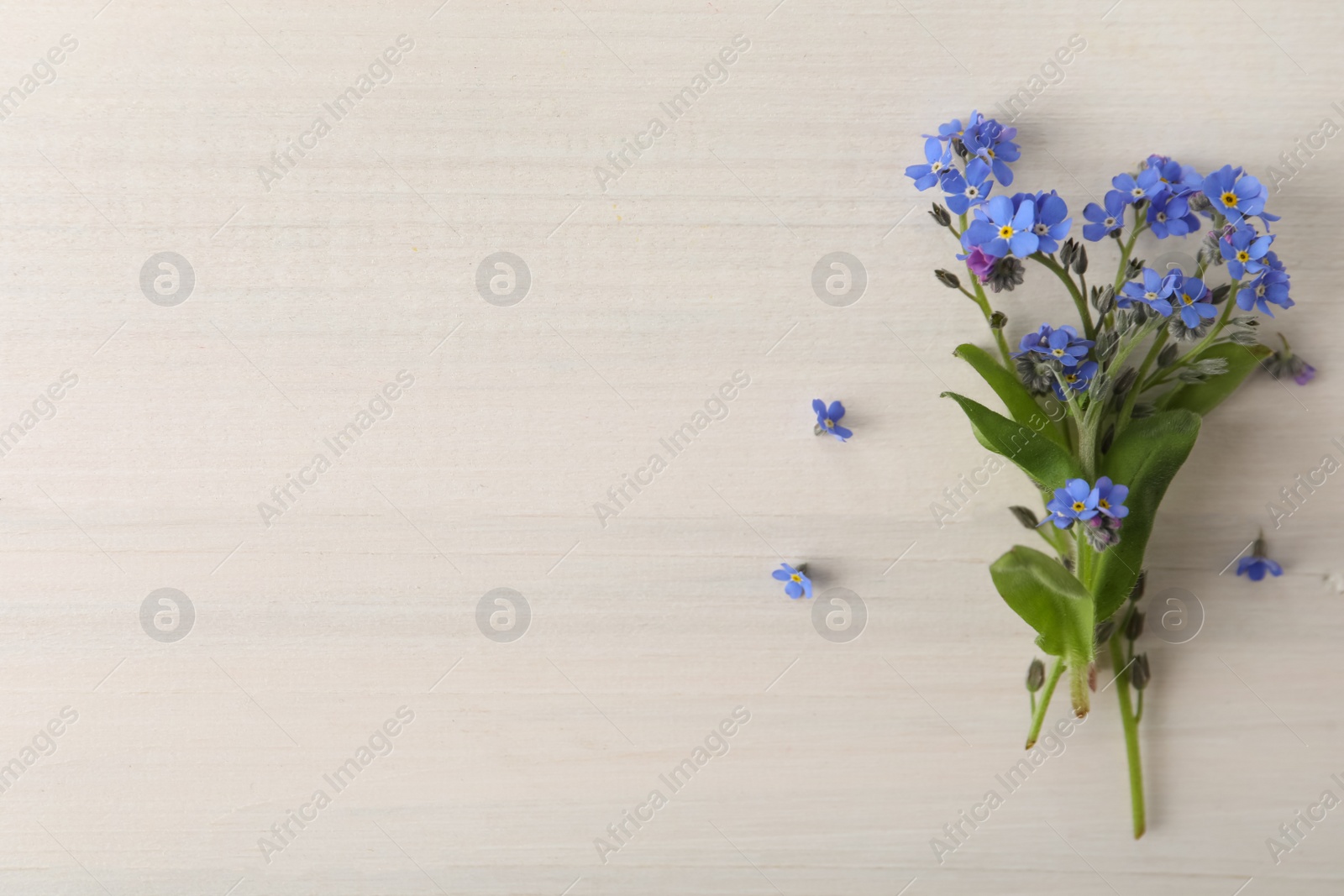 Photo of Beautiful blue forget-me-not flowers on white wooden table, top view. Space for text