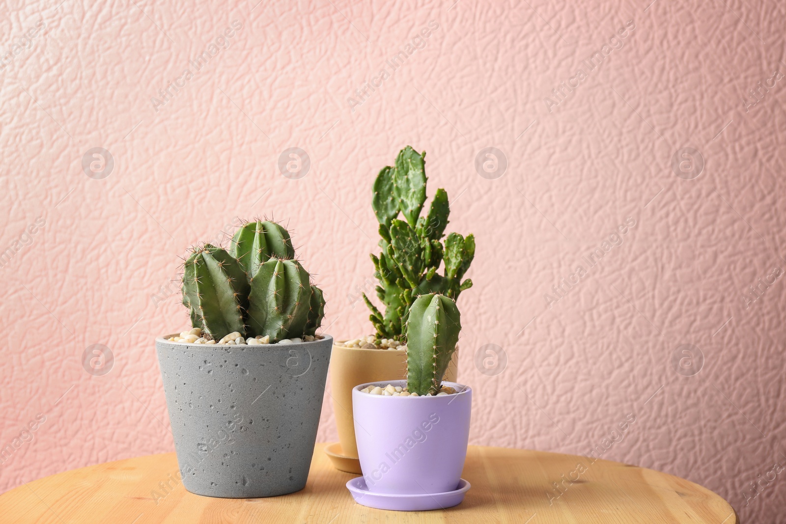 Photo of Beautiful cactuses in pots on table against color background