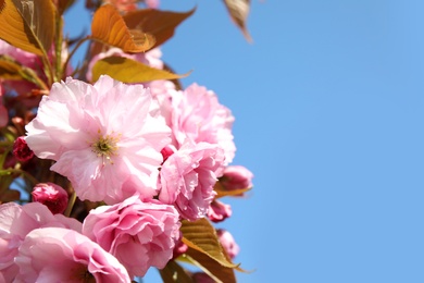 Closeup view of blooming spring tree against blue sky on sunny day. Space for text