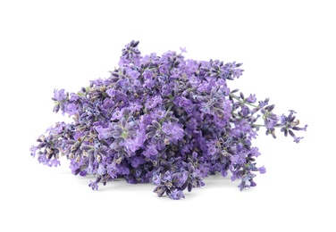 Photo of Beautiful tender lavender flowers on white background