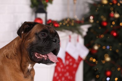 Photo of Cute dog in room decorated for Christmas. Space for text