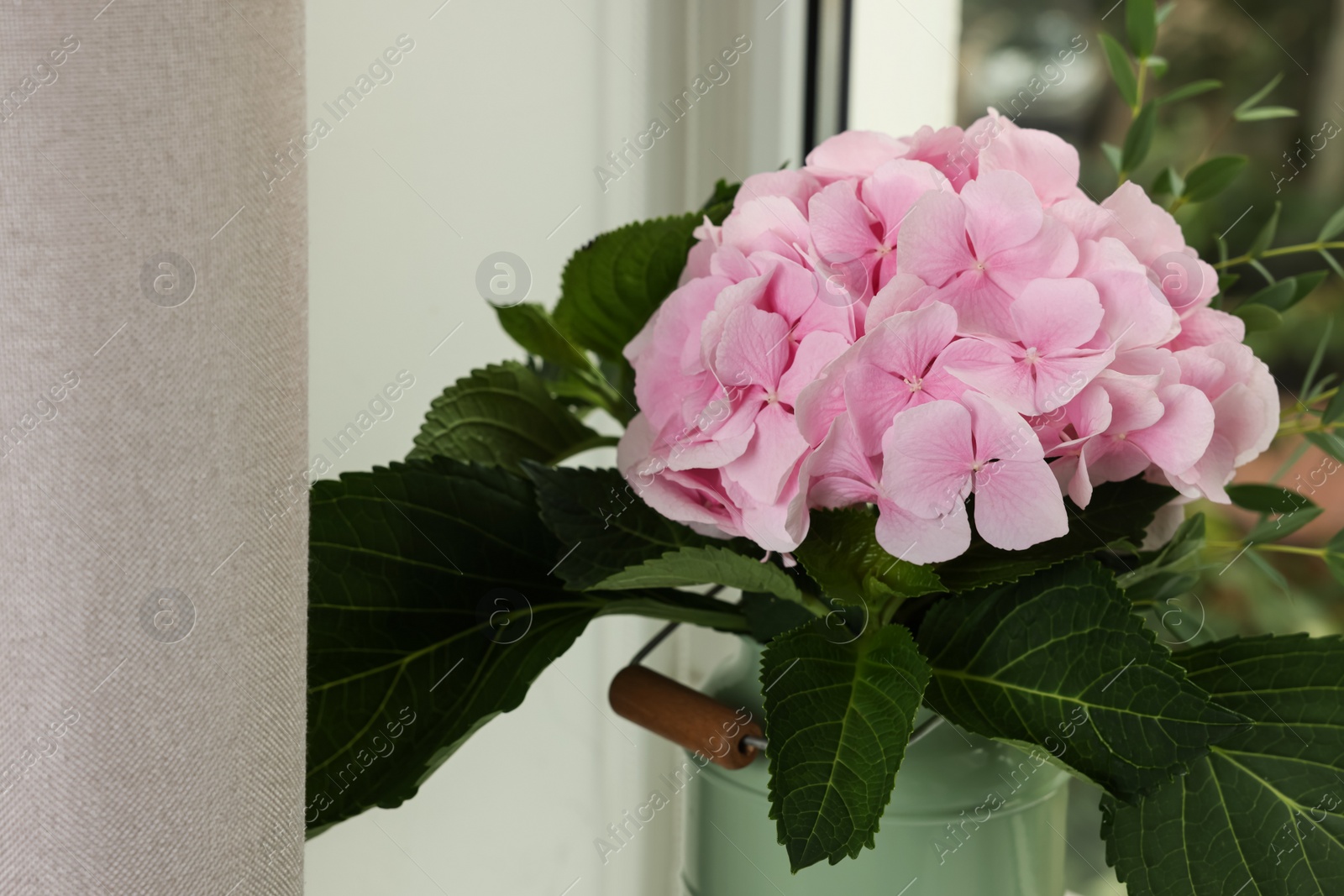 Photo of Beautiful blooming pink hortensia in can near window indoors, closeup. Space for text
