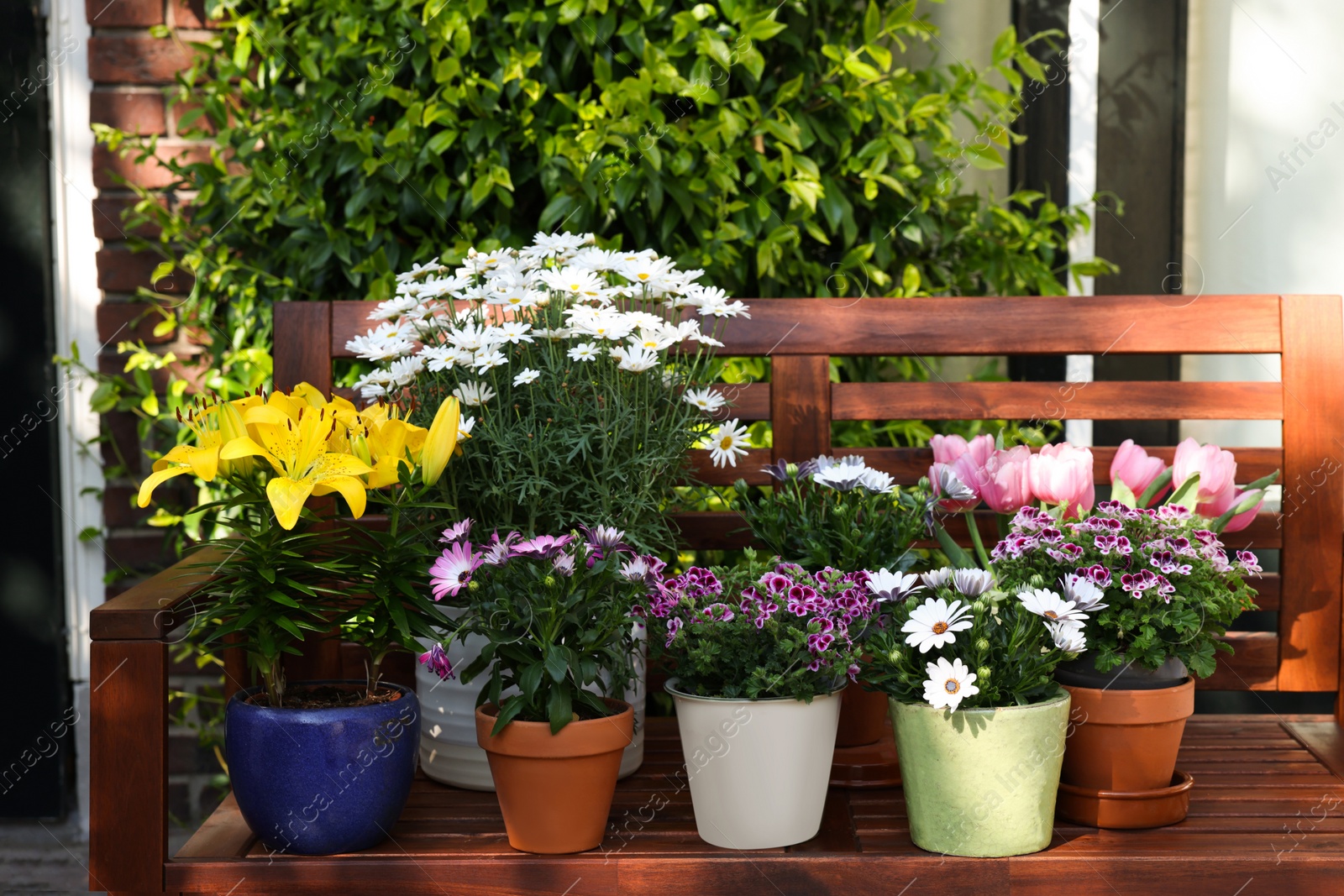 Photo of Many different beautiful blooming plants in flowerpots on wooden bench outdoors