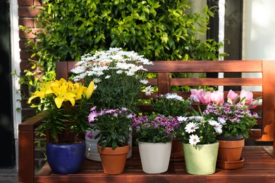 Many different beautiful blooming plants in flowerpots on wooden bench outdoors