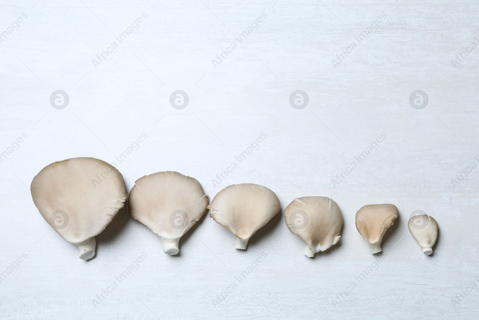 Photo of Flat lay composition with delicious organic oyster mushrooms on light background, space for text