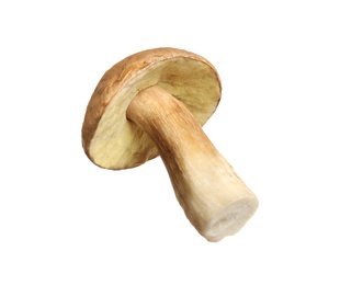 Fresh slippery jack mushroom isolated on white