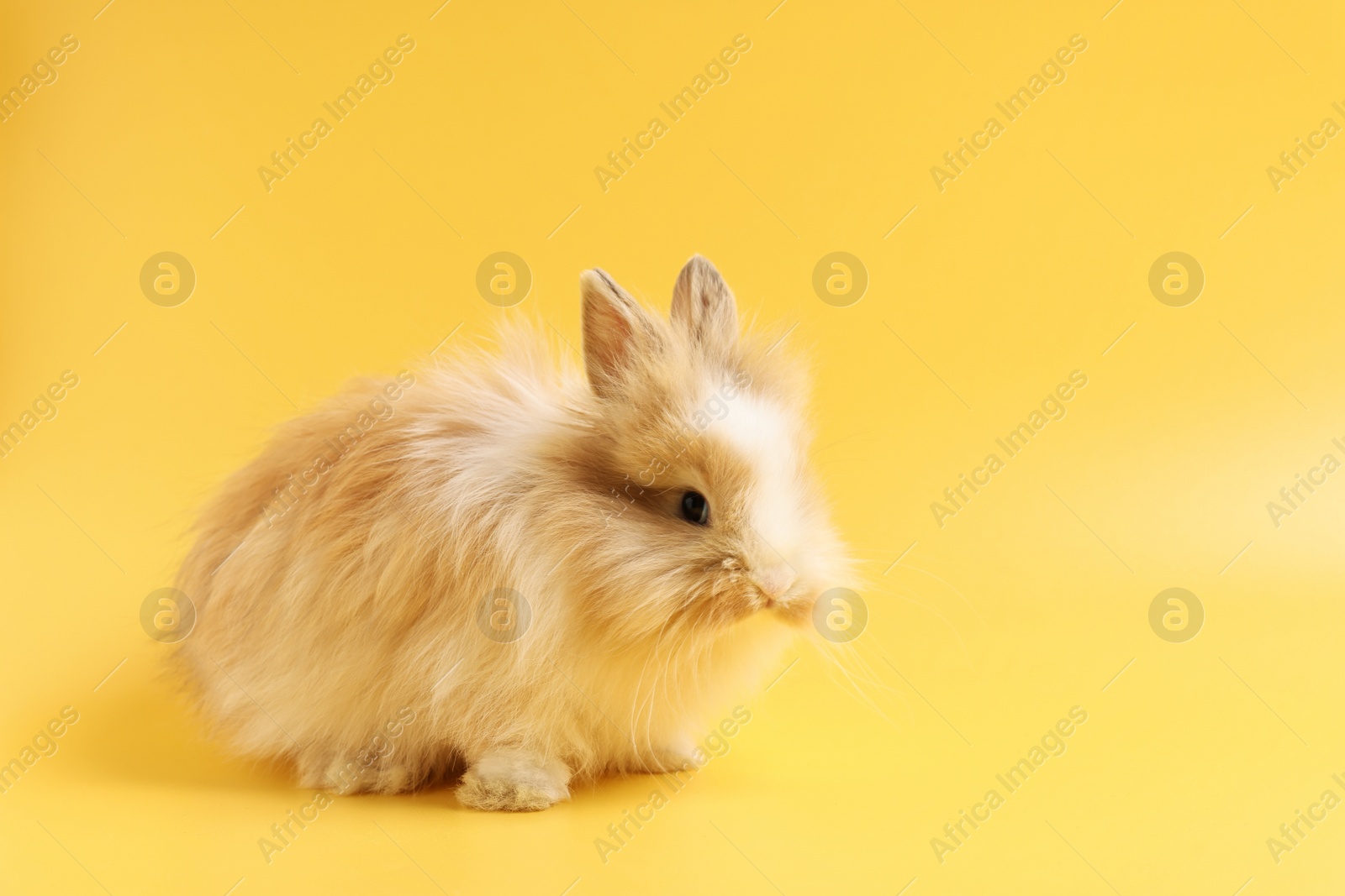 Photo of Cute little rabbit on yellow background. Space for text