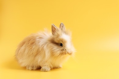 Cute little rabbit on yellow background. Space for text