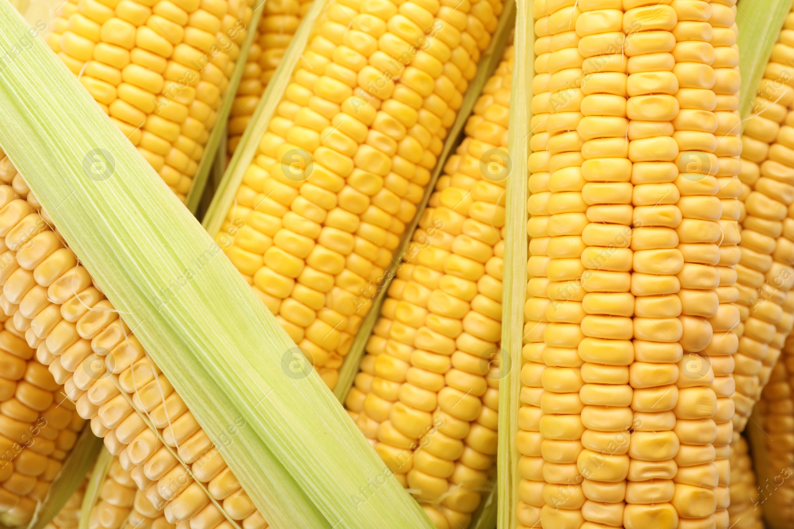 Photo of Tasty sweet corn cobs as background, closeup