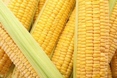 Tasty sweet corn cobs as background, closeup