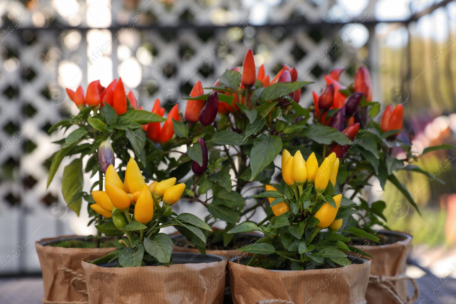 Photo of Capsicum Annuum plants. Many potted multicolor Chili Peppers outdoors