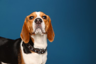 Photo of Adorable Beagle dog in stylish collar on dark blue background. Space for text