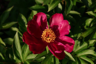Photo of Beautiful blooming burgundy peony outdoors on sunny day