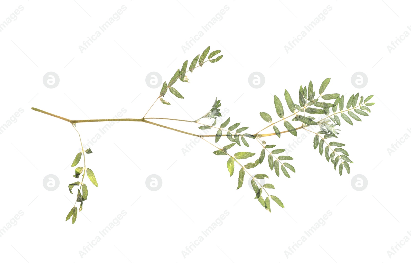 Photo of Dried branch with foliage on white background, top view