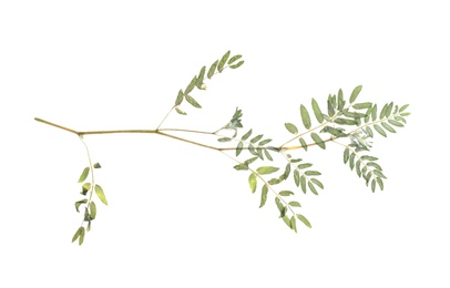 Photo of Dried branch with foliage on white background, top view