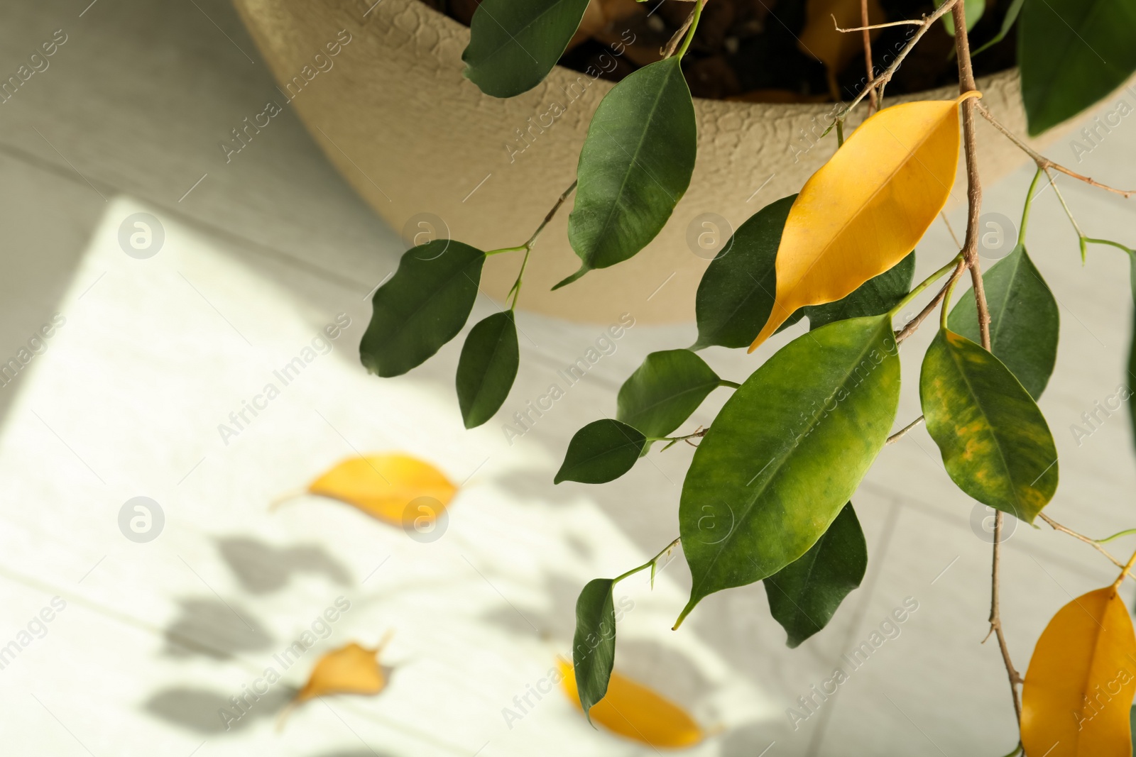 Photo of Houseplant with leaf blight disease in pot, above view