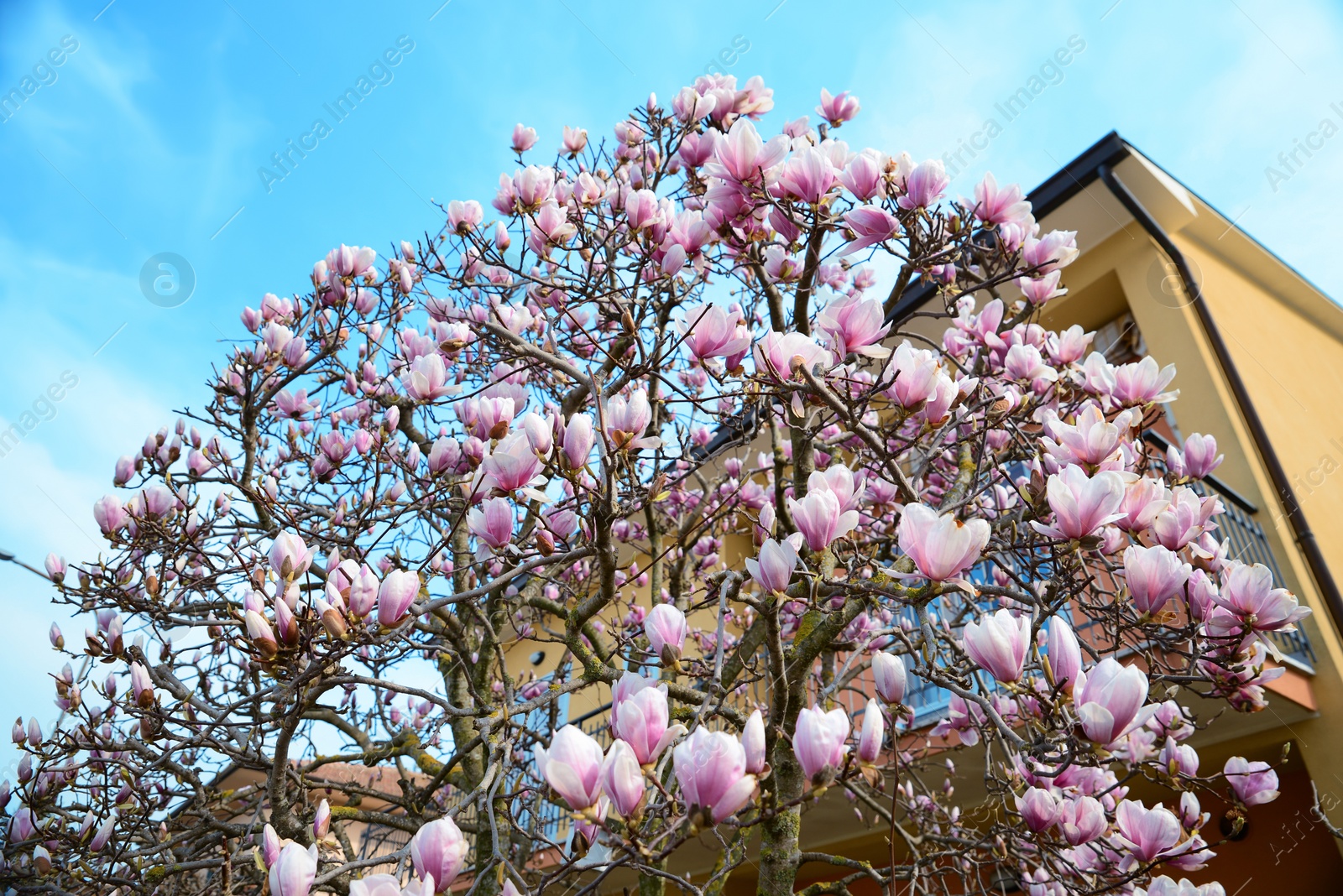 Photo of Beautiful blossoming magnolia tree near house on sunny spring day, low angle view