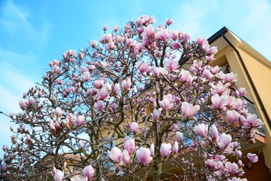 Beautiful blossoming magnolia tree near house on sunny spring day, low angle view