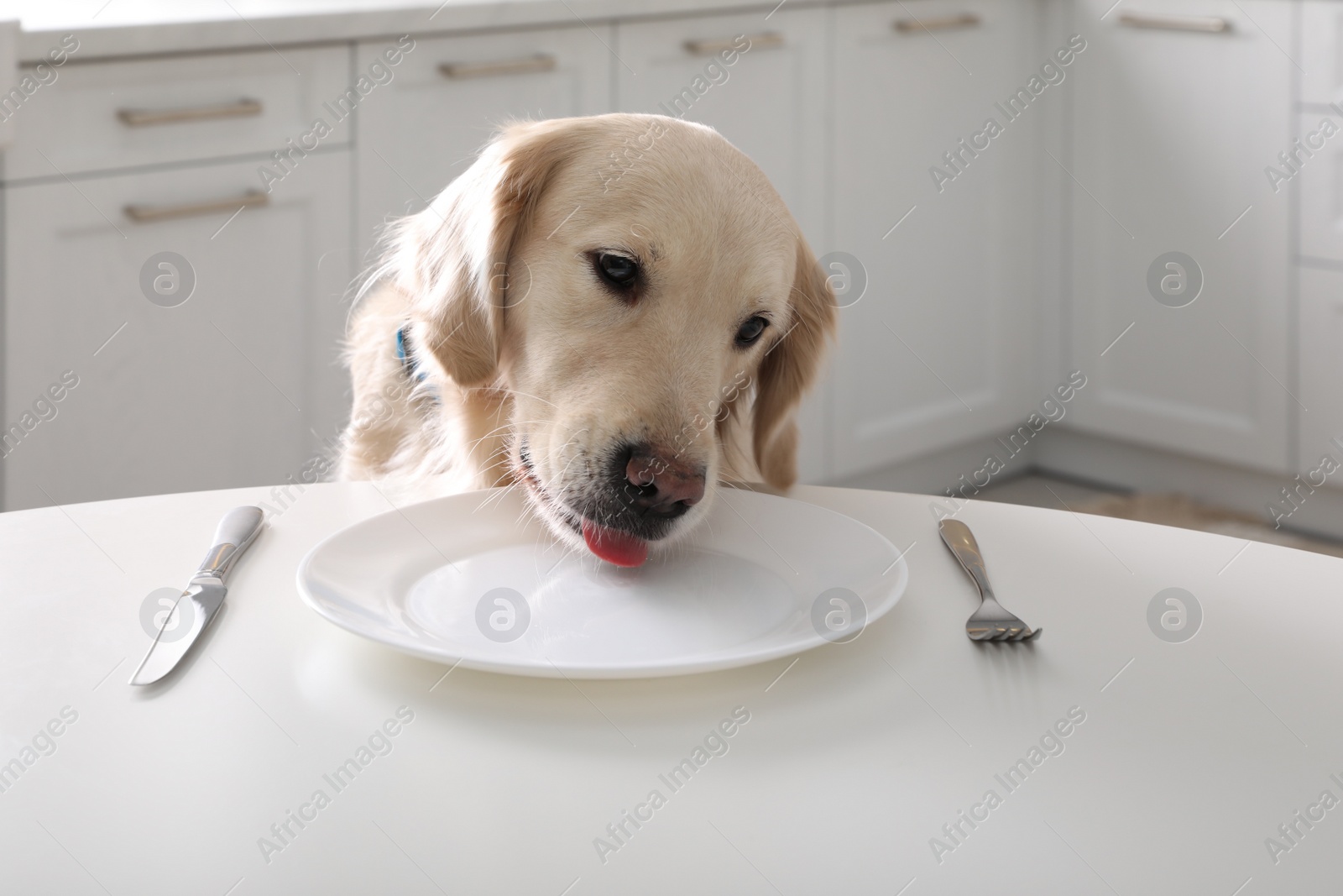 Photo of Cute hungry dog waiting for food at table with empty plate in kitchen