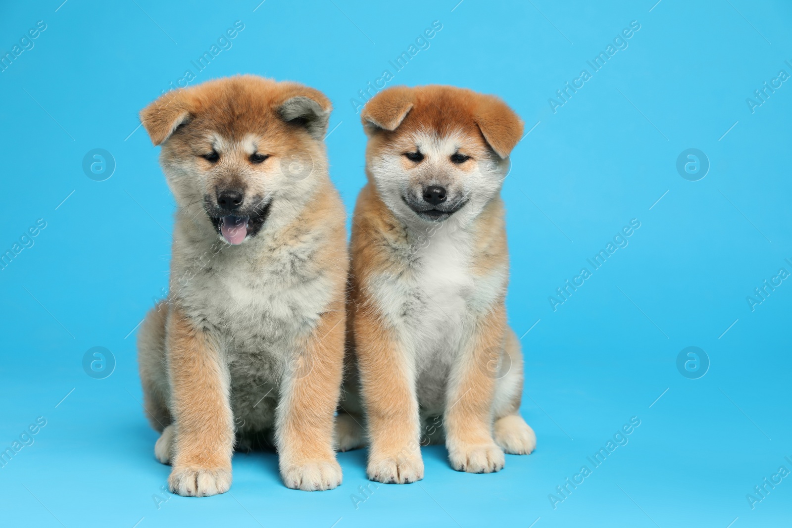 Photo of Cute Akita Inu puppies on light blue background. Baby animals