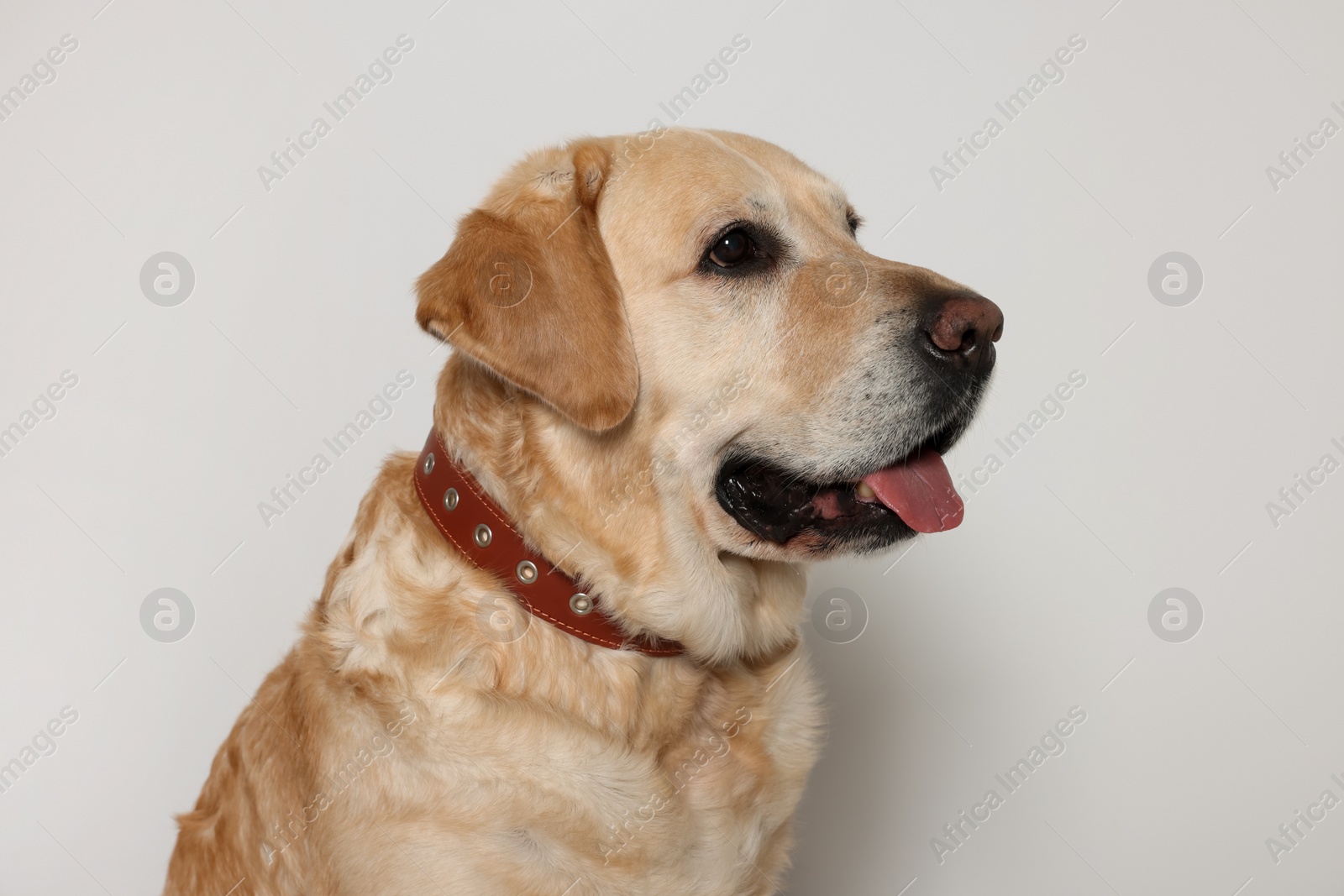 Photo of Cute Labrador Retriever in dog collar on white background