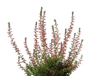 Heather with beautiful flowers on white background