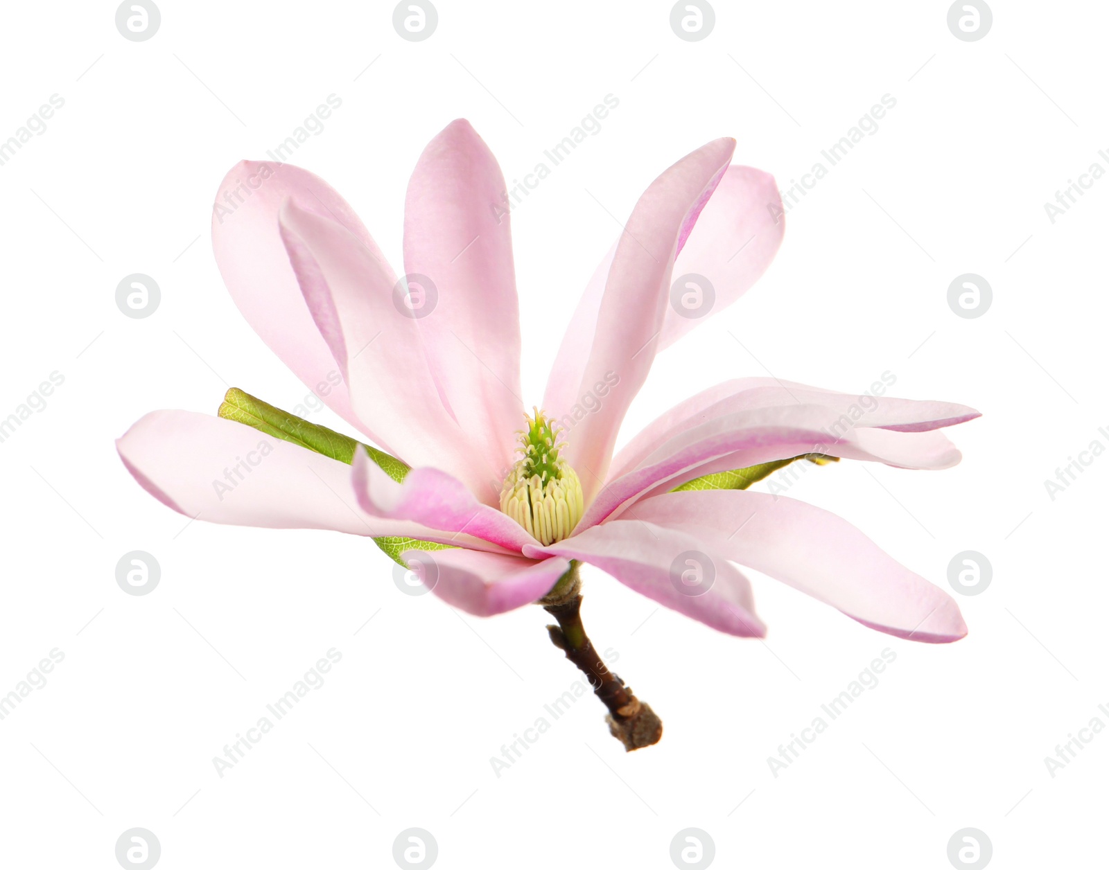 Photo of Beautiful pink magnolia flower isolated on white