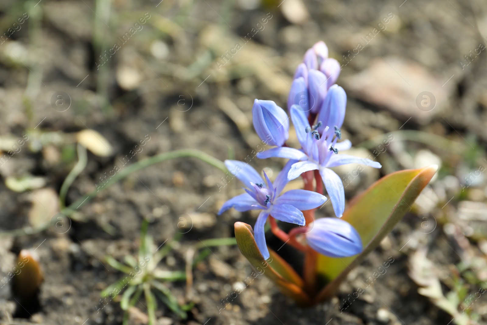 Photo of Beautiful lilac alpine squill flowers in garden