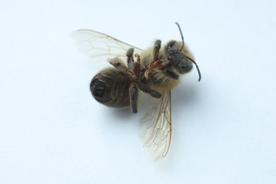 Photo of One honey bee on white background, macro view