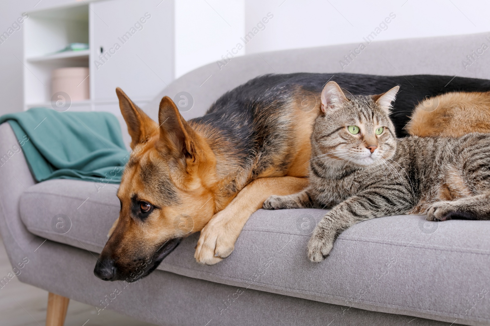 Photo of Adorable cat and dog resting together on sofa indoors. Animal friendship