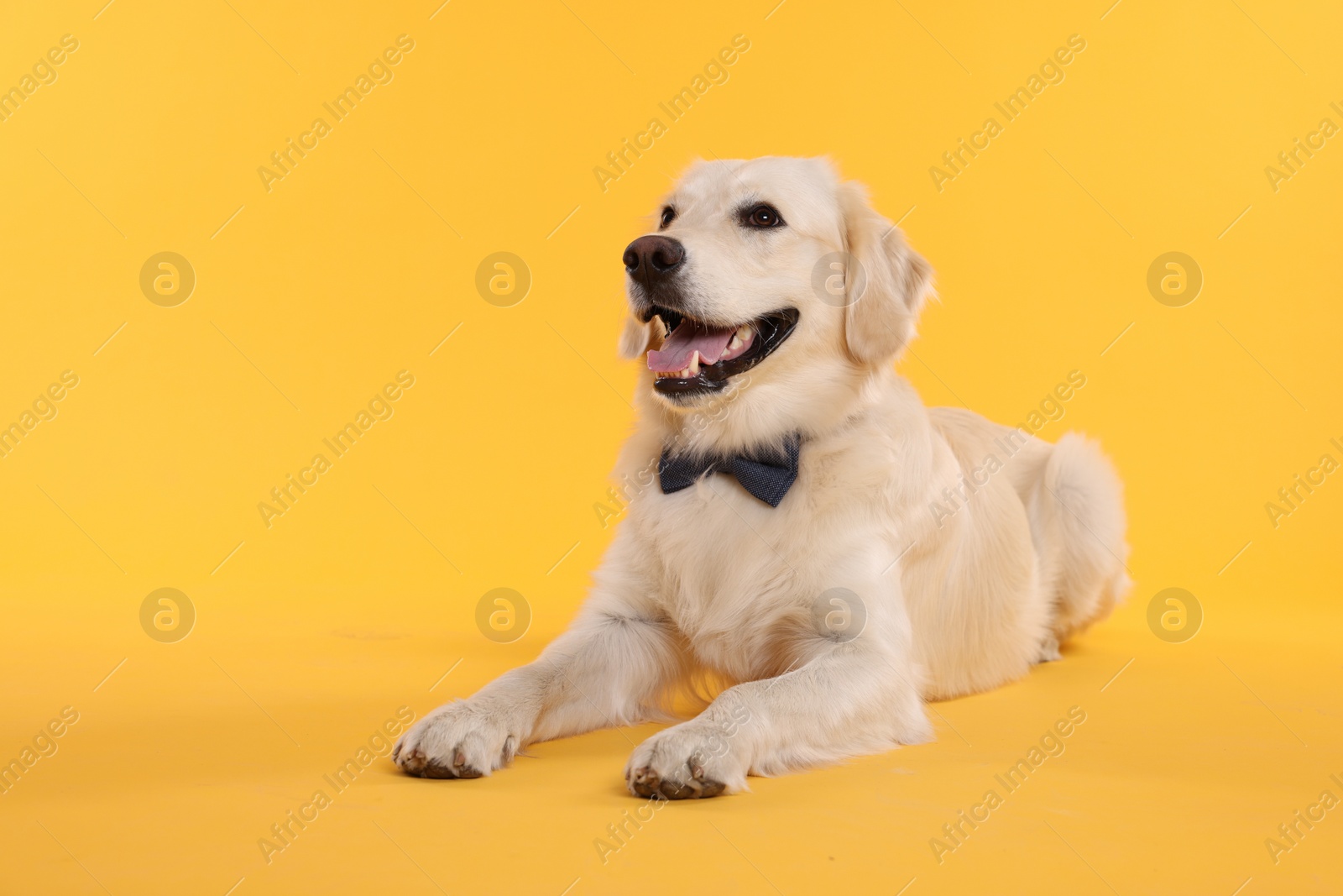 Photo of Cute Labrador Retriever with stylish bow tie on yellow background. Space for text