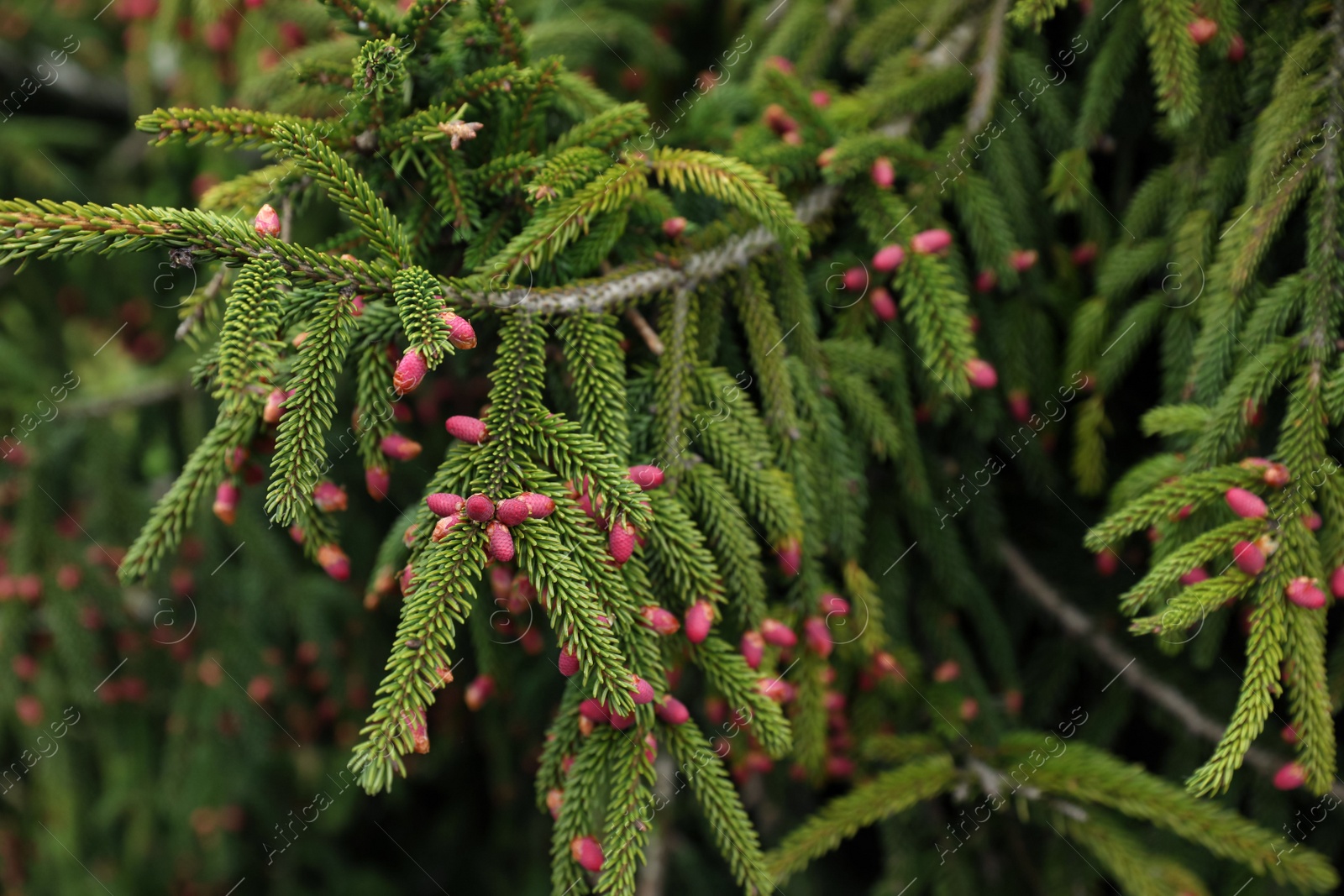 Photo of Closeup view of beautiful conifer tree with pink cones