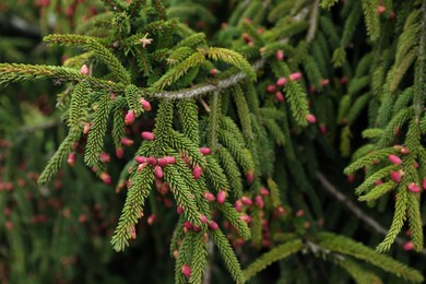 Closeup view of beautiful conifer tree with pink cones