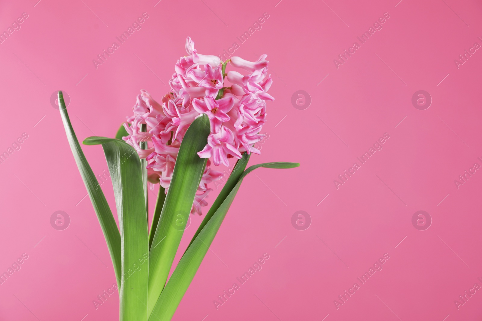 Photo of Beautiful hyacinth on color background, space for text. Spring flower